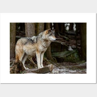 Eastern Gray Wolf Posters and Art